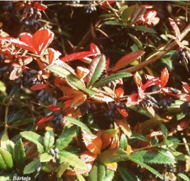 Arbust cu frunzis verde Berberis Julianae de la SunTerra Srl