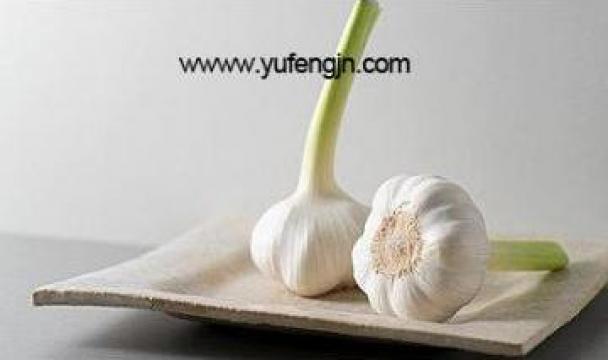 Usturoi, Fresh garlic