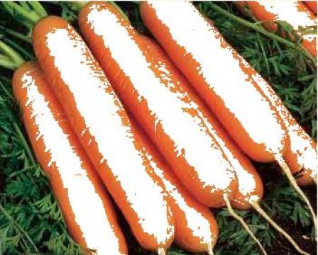 Seminte morcovi