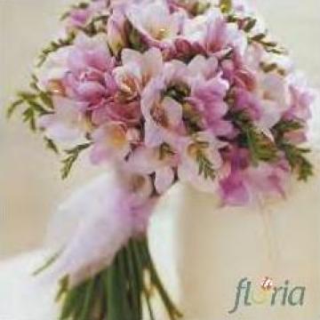 Buchet flori de 31 frezii roz de la Floria Network Srl