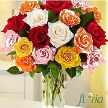 Buchet flori 35 trandafiri multicolori de la Floria Network Srl