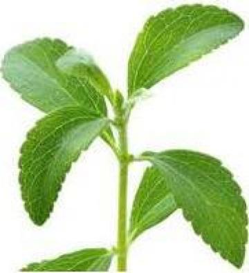 Planta Stevia GlucoNat (Natural Glucose) de la Jimit Enterprise