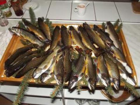 Pescuit sportiv de pastrav de la Sc Agritina Expert Srl