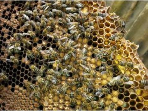 Matci albine de la 