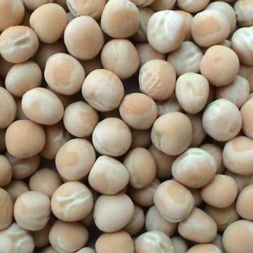 Seminte mazare furajera C1- 2018, 97% germinatie