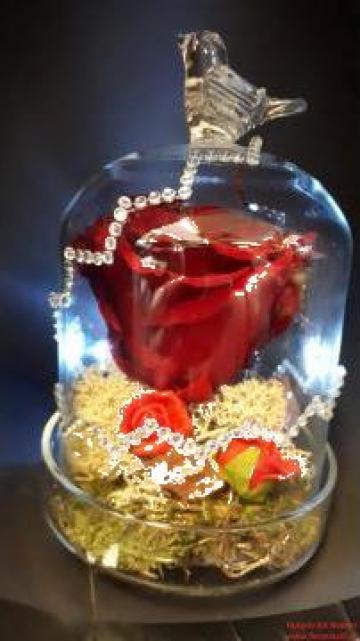 Trandafir rosu criogenat in cupola de sticla de la La Gradina Stil