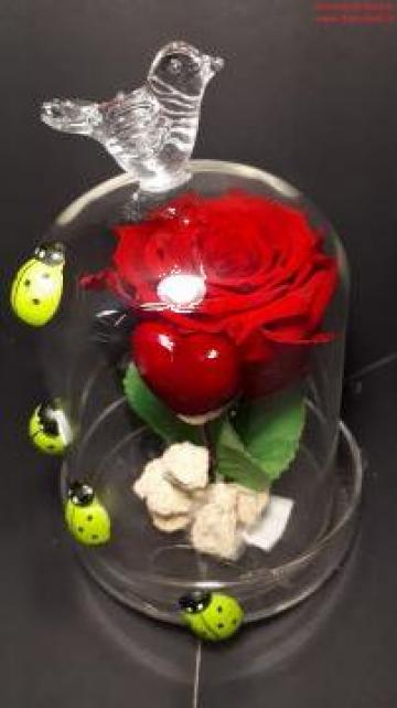 Trandafir rosu criogenat in cupola de sticla de la La Gradina Stil
