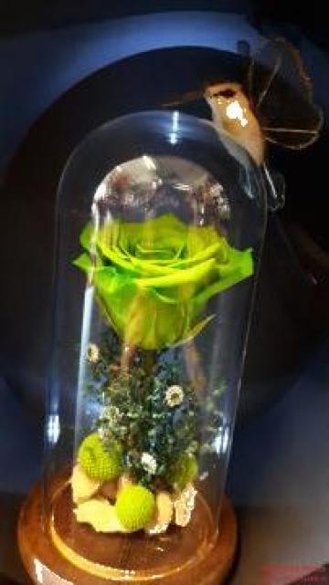 Trandafir verde criogenat in cupola de sticla de la La Gradina Stil