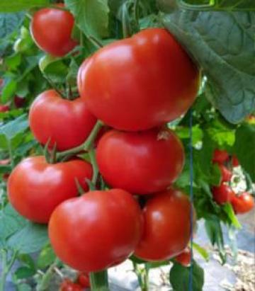 Seminte de tomate Dinakor F1 (500 seminte) de la Lencoplant Business Group SRL