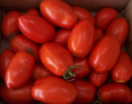 Seminte de tomate Policarpo F1, nedeterminate (500 seminte) de la Lencoplant Business Group SRL