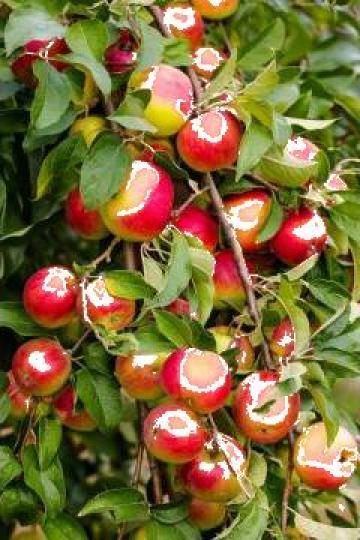 Pomi fructiferi, arbusti fructe de padure, vita de vie
