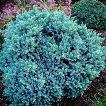 Arbust Juniperus Blue Star la ghiveci