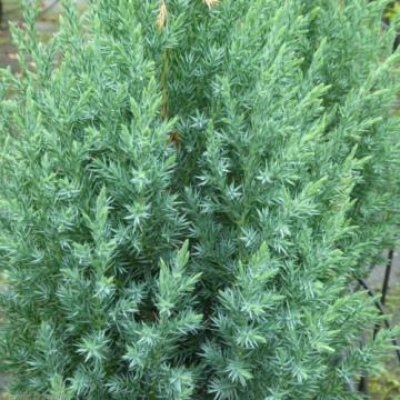 Planta Juniperus Chinensis Stricta la ghiveci de la Florapris Family S.r.l.