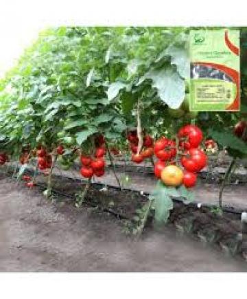 Seminte de tomate Jastis F1, nedeterminate (500 seminte) de la Lencoplant Business Group SRL