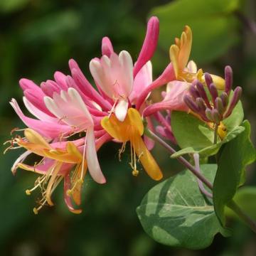 Floare Caprifoi rosu - Lonicera American Beauty, in ghiveci de la Florapris Family S.r.l.