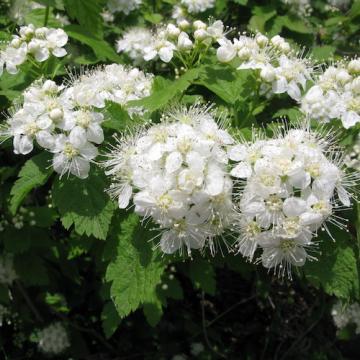 Floare Cununita alba - Spiraea chamaedryfolia