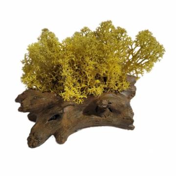 Aranjament licheni ghiveci decorativ galben M9