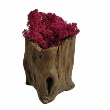 Aranjament licheni ghiveci decorativ rosu M8