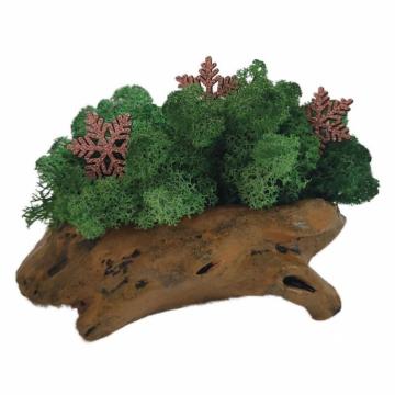Aranjament licheni ghiveci decorativ verde pompon M6 de la Decor Creativ