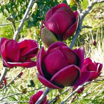 Floare Magnolie Black Tulip la ghiveci, 130-150 cm
