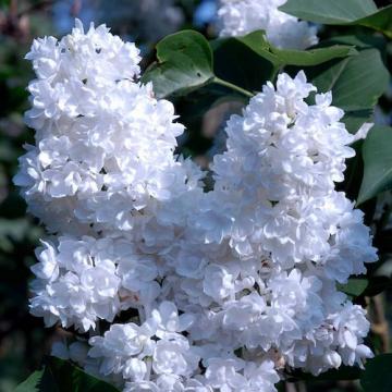 Floare liliac alb Miss Willmott, in ghiveci de la Florapris Family S.r.l.