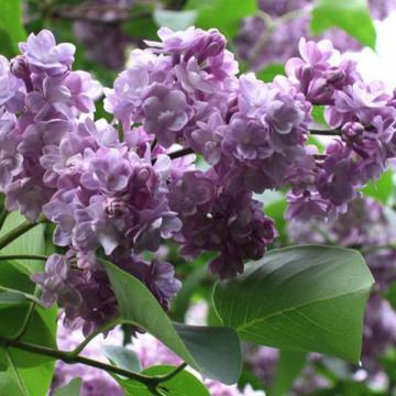 Floare liliac violet Michel Buchner, altoit pe picior