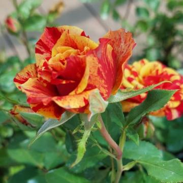 Floare trandafir Floribunda Happy Chloris la ghiveci