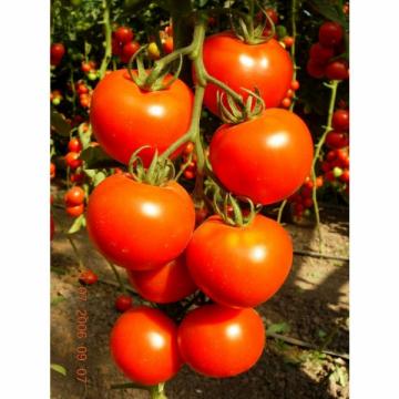 Seminte de tomate Brillante F1, nedeterminate 500 seminte