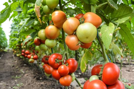 Seminte de tomate nedeterminate Sandoline F1, 500 sem de la Antomar & Brothers Group SRL