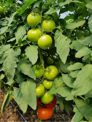 Seminte de tomate nedeterminate Kingset F1, 500 seminte de la Antomar & Brothers Group SRL