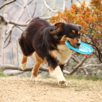 Frisbee pentru caini 15 cm