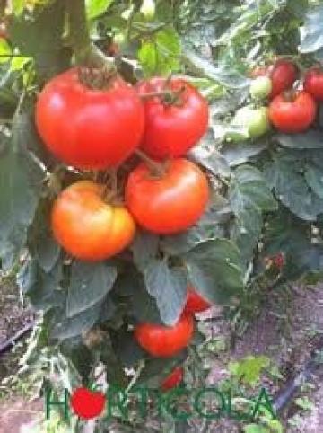 Seminte de tomate Ismini F1, nedeterminate (500 seminte) de la Lencoplant Business Group SRL