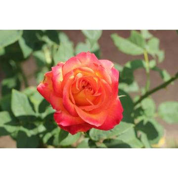 Trandafir hibrid Alinka de la Plantland SRL
