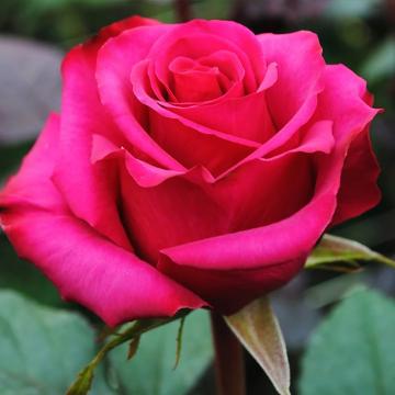 Trandafir hibrid Ravel
