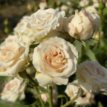 Butasi trandafiri Tross crem la ghiveci (pitici) - anul 2 de la Florapris Family S.r.l.