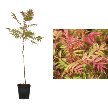 Sorbaria sorbifolia de 40cm la ghiveci de la Plantland SRL