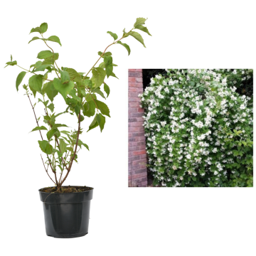 Planta ghiveci Iasomie alba Philadelphus Belle Etoile C2-C3 de la Plantland SRL