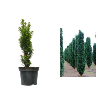 Planta Taxus vertical baccata Robusta la ghiveci C2-C3 de la Plantland SRL