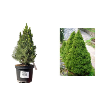 Arbust Brad vesnic verde Picea Conic la ghiveci C2-C3 de la Plantland SRL