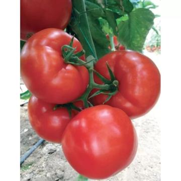 Seminte tomate Eurasia F1, 1000 sem, Yuksel de la Dasola Online Srl