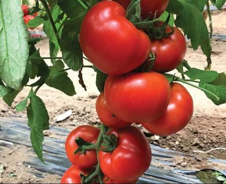 Seminte tomate Signora F1, 500 seminte, Esasem