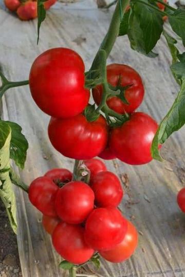 Seminte de tomate Gravitet F1 (500 seminte) de la Lencoplant Business Group SRL