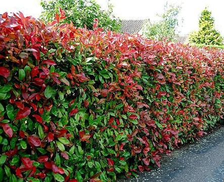 Planta gard viu Photinia fraseri Red Robin de la Flor Center Srl