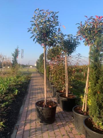 Planta Photinia Red Robin pe trunchi