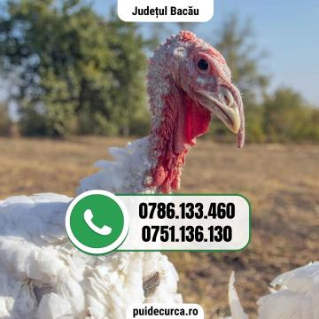 Pui curca (Bacau si alte Judete)
