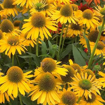 Planta perena Echinaceea galbena ghiveci C3 de la Plante Si Flori Srl