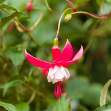 Planta Fuchsia Madame Cornelissen de 15-25cm la ghiveci 0.7L de la Plante Si Flori Srl