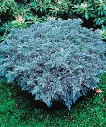 Arbust decorativ Ienupar Blue Chip la ghiveci 2L de la Plante Si Flori Srl