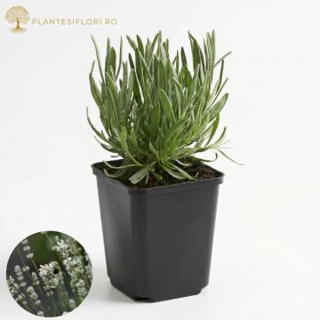 Planta Lavandin Edelweiss la ghiveci 0.7L de la Plante Si Flori Srl