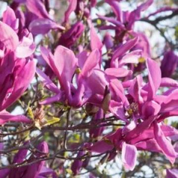 Planta Magnolia Susan de 80-90cm la ghiveci 3L de la Plante Si Flori Srl